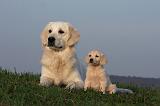 GOLDEN RETRIEVER 859